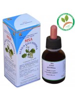 MSA ALNUS GLUTINOSA 50ML – gemme (Ontano nero) – HERBOPLANET