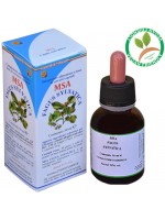 MSA FAGUS SYLVATICA 50ML – gemme (Faggio) – HERBOPLANET