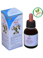 MSA JUGLANS REGIA 50ML – gemme (Noce) – HERBOPLANET